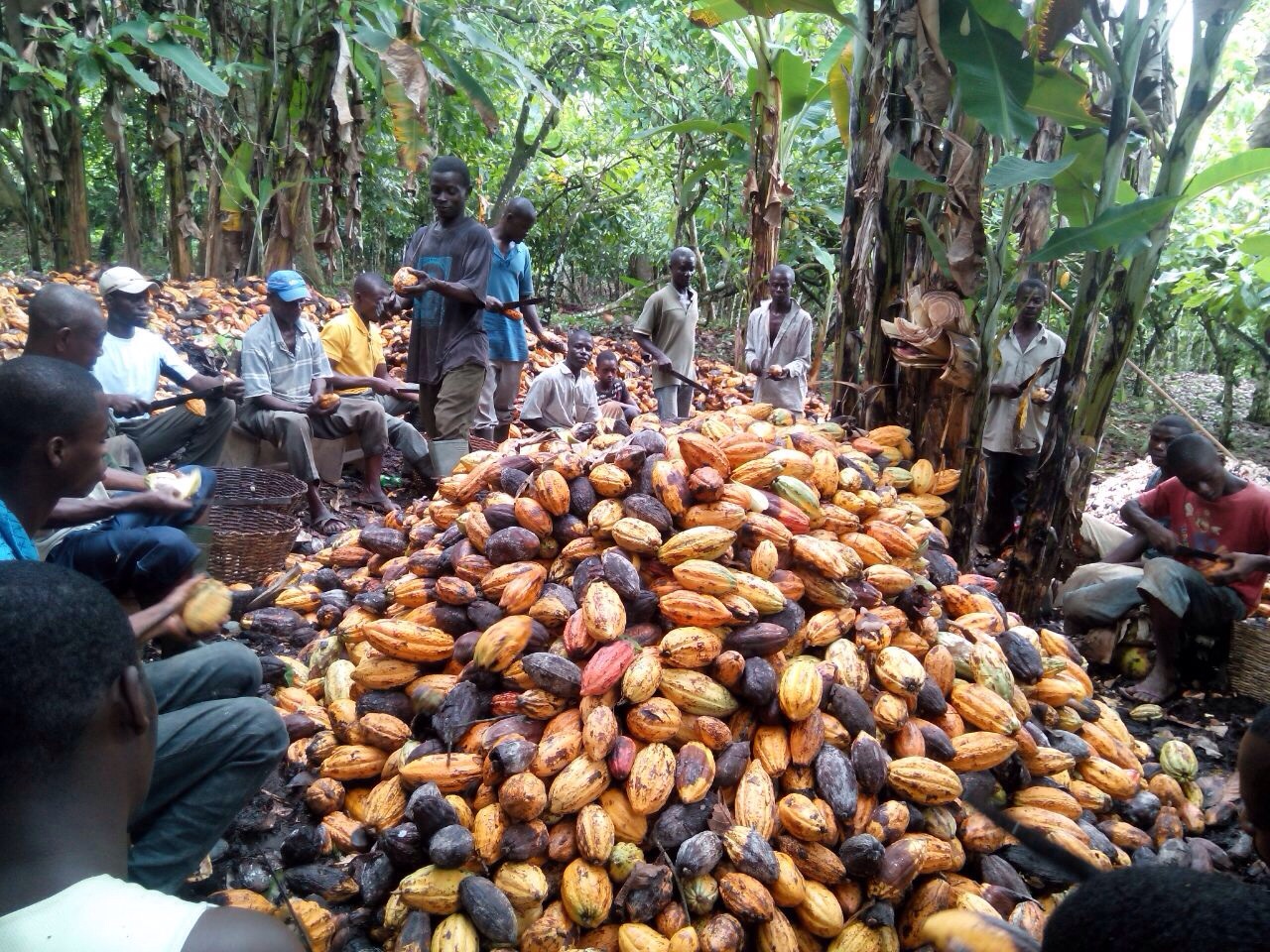 File:Cocoa farmers during harvest.jpg - Wikimedia Commons