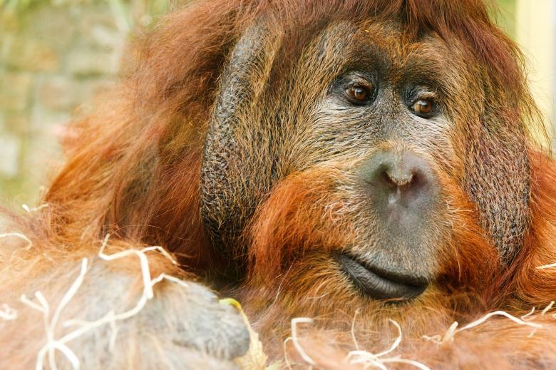 Orangutan - Free Stock Photo by Pixabay on Stockvault.net